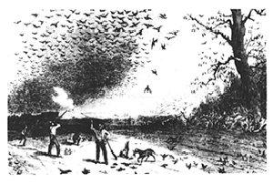 Passenger Pigeon Hunting